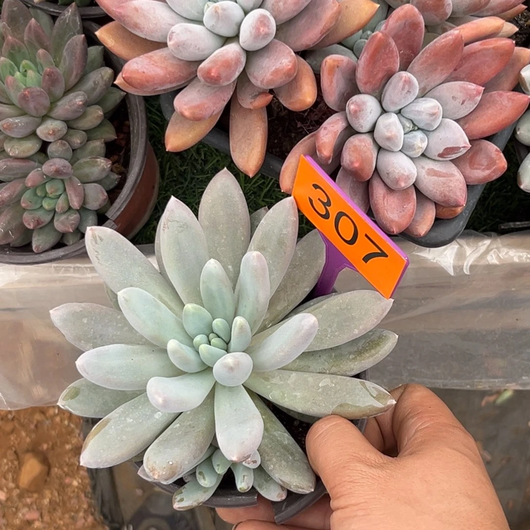 多肉植物彩胖体哥特307