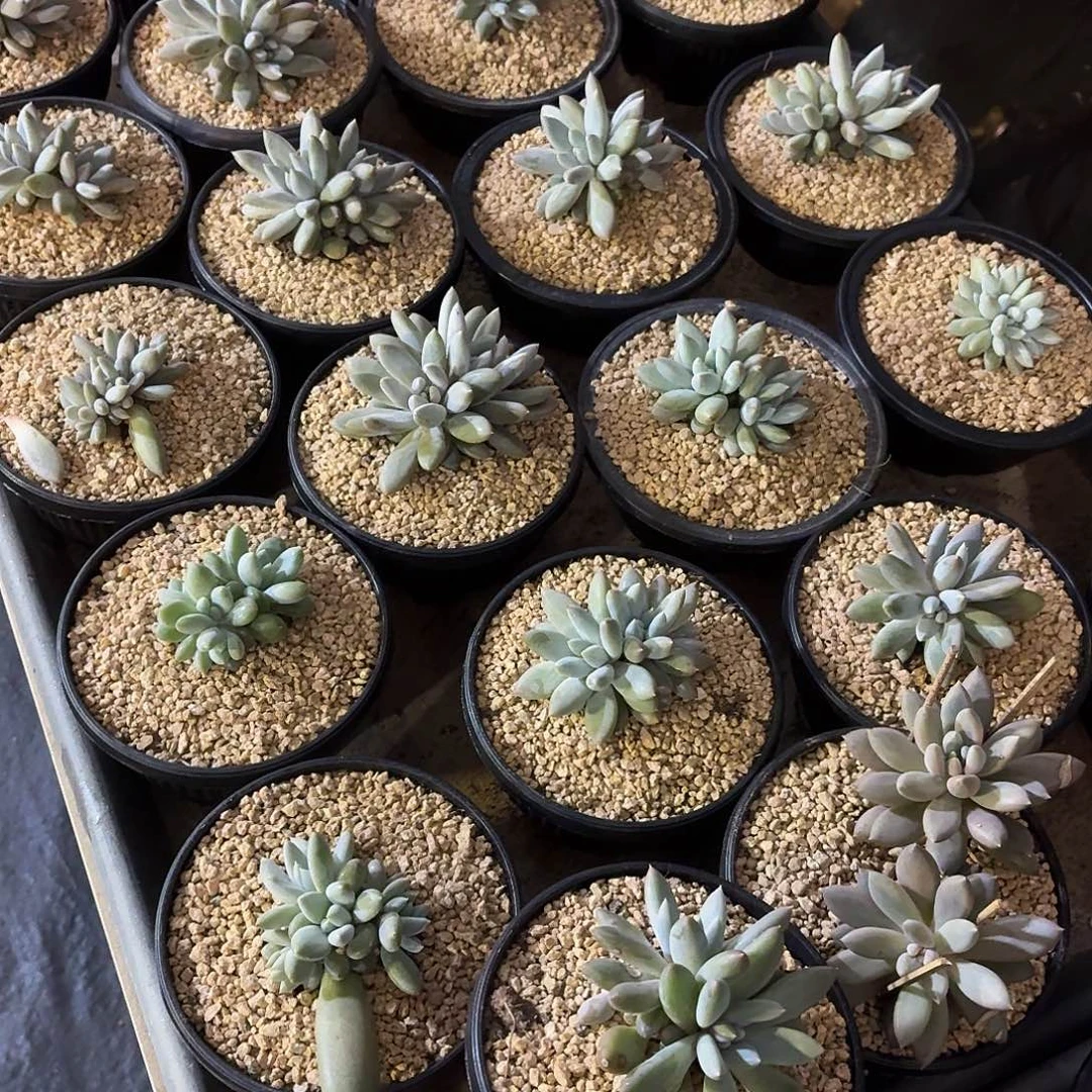 灬***灬哥特萝莉6666666666666667