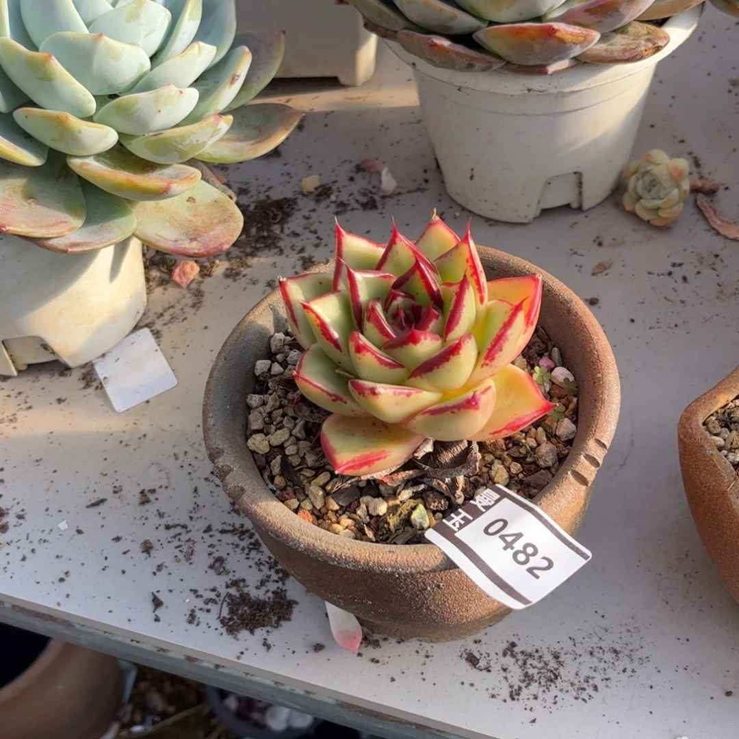 乌木多肉植物0482