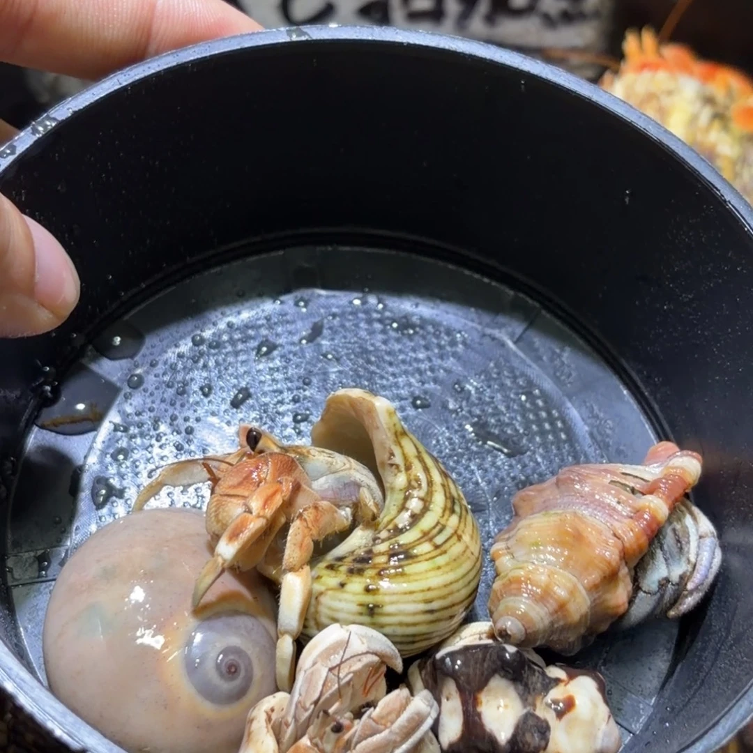 活体寄居蟹 不退不换 18