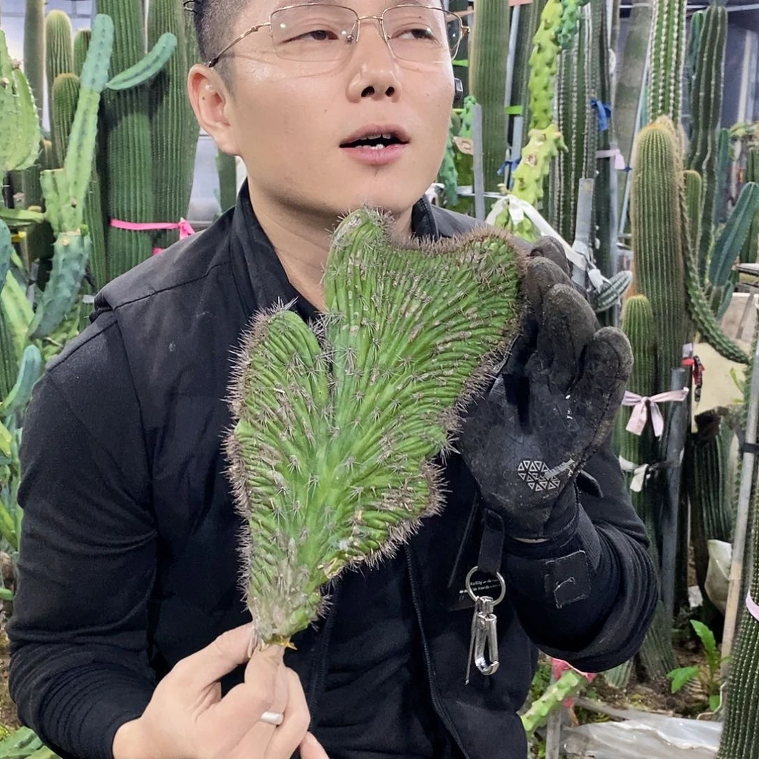 迷****33号拍品。