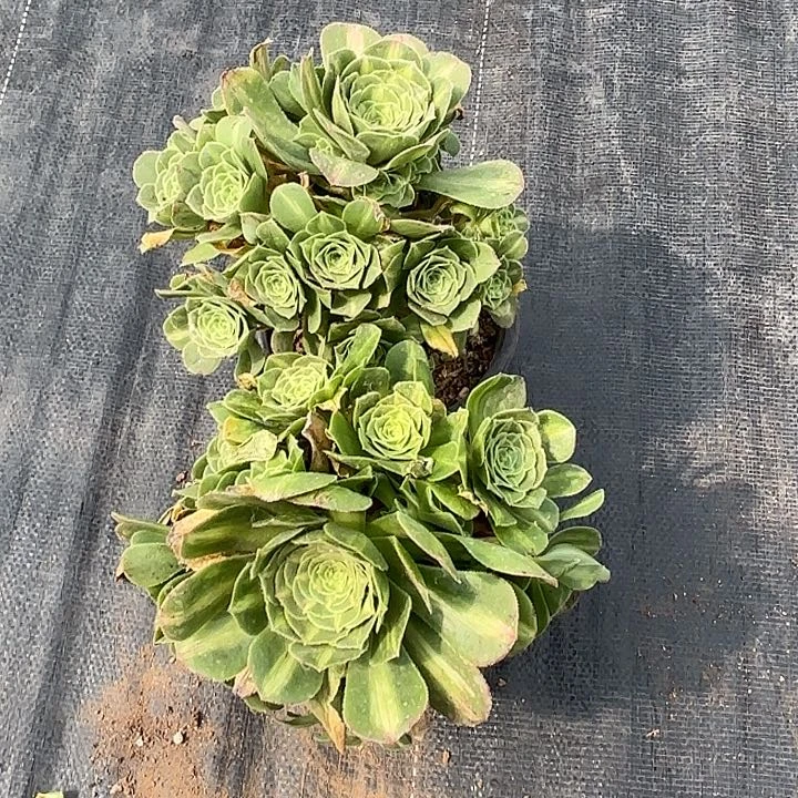 翡翠琉璃法师群2盆一组发货