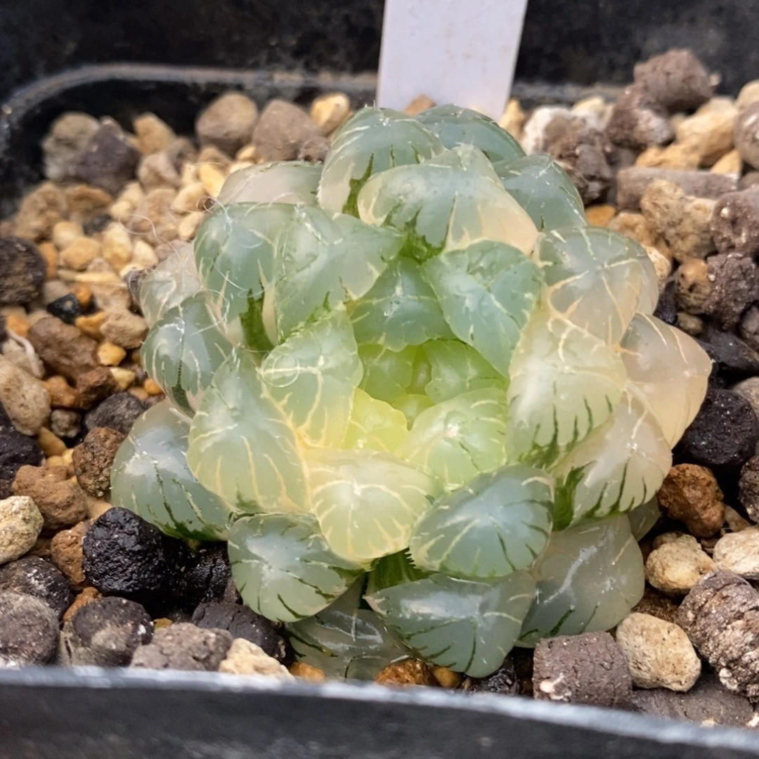 390号实生玉露锦湖水