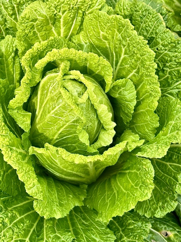 湘西农家露天 5斤大白菜 脆甜