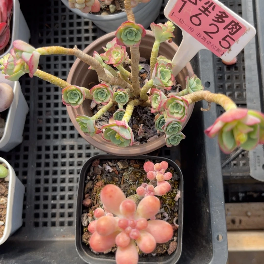 云尘多肉一物一拍1625