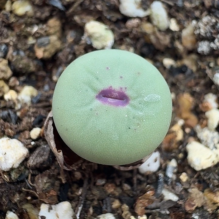 老马生石花小红嘴1809
