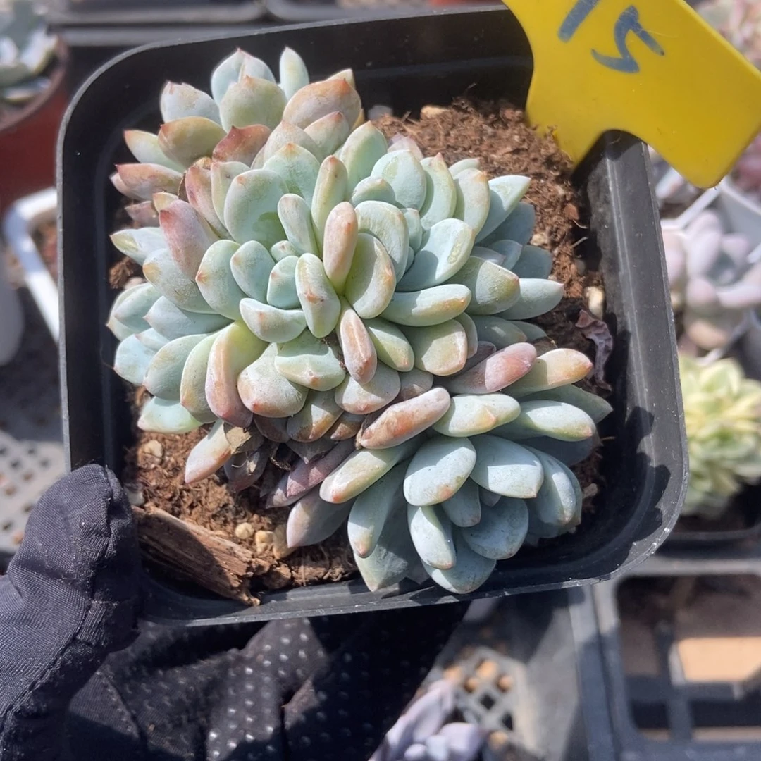 875橙子多肉植物保护