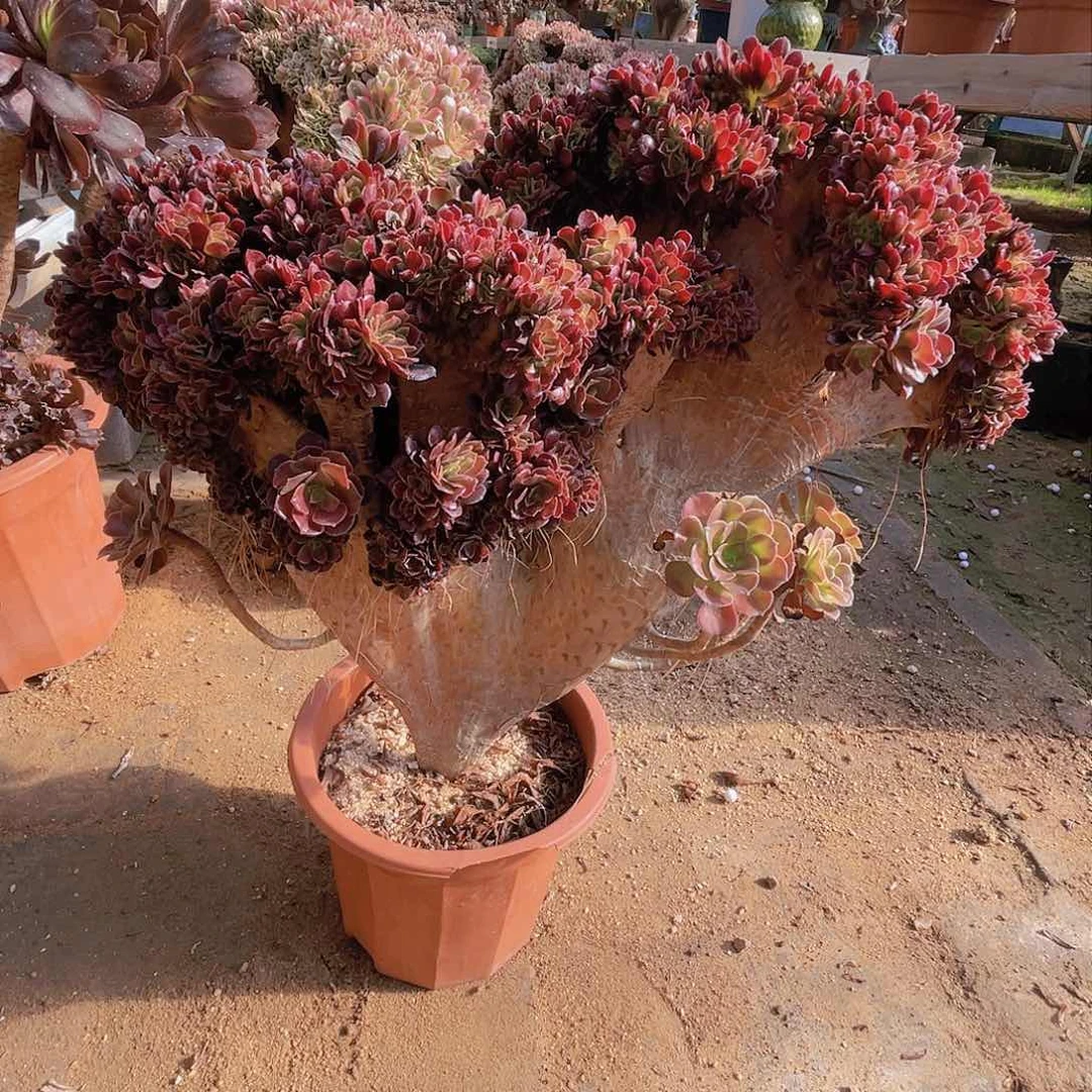 【闪购商品】无花朵欧紫