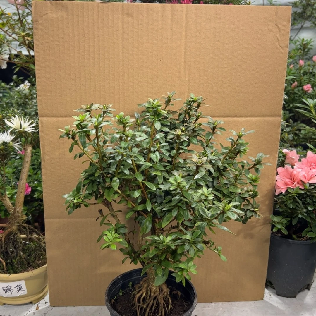 阿***四完全开放双云之光