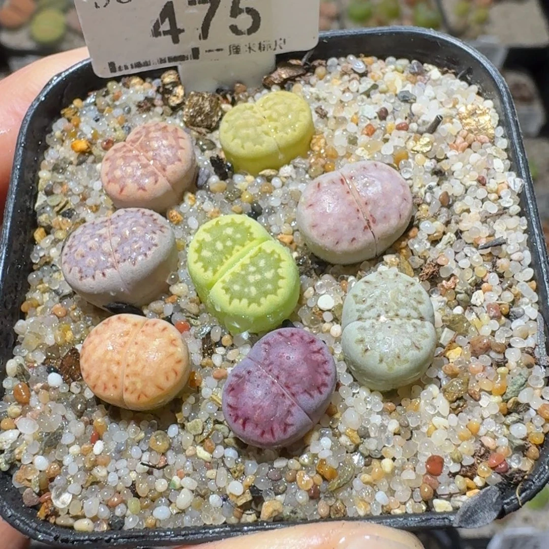 Sss清货了全便宜了475