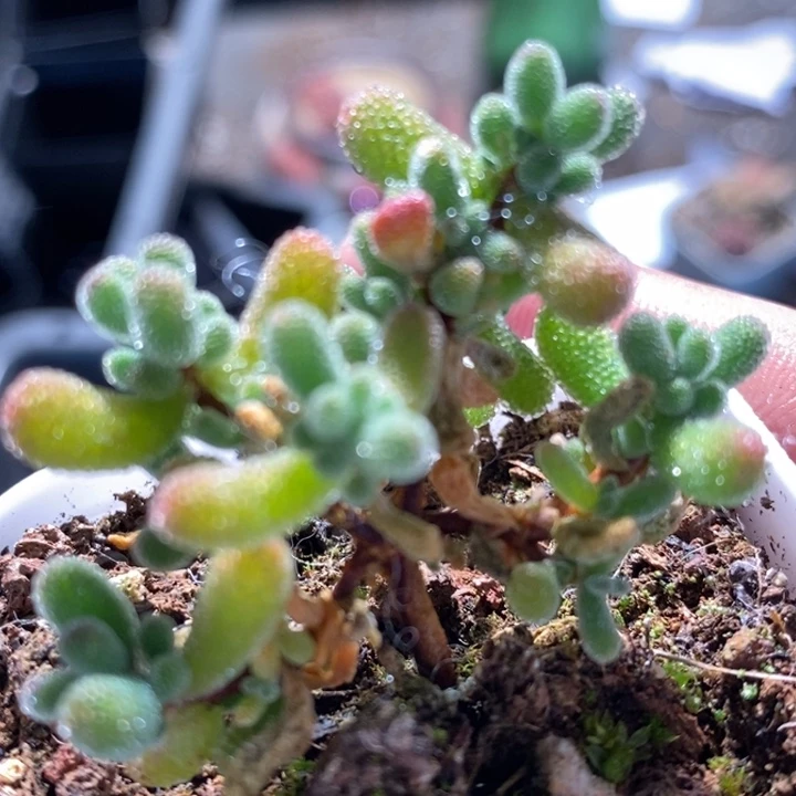 561葡萄枝干一群