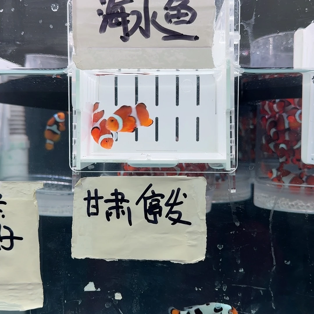 海水鱼4.5配4.5+精品黑边公子一对