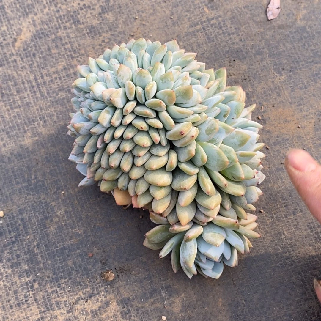 肉*子突尼斯星影缀化树