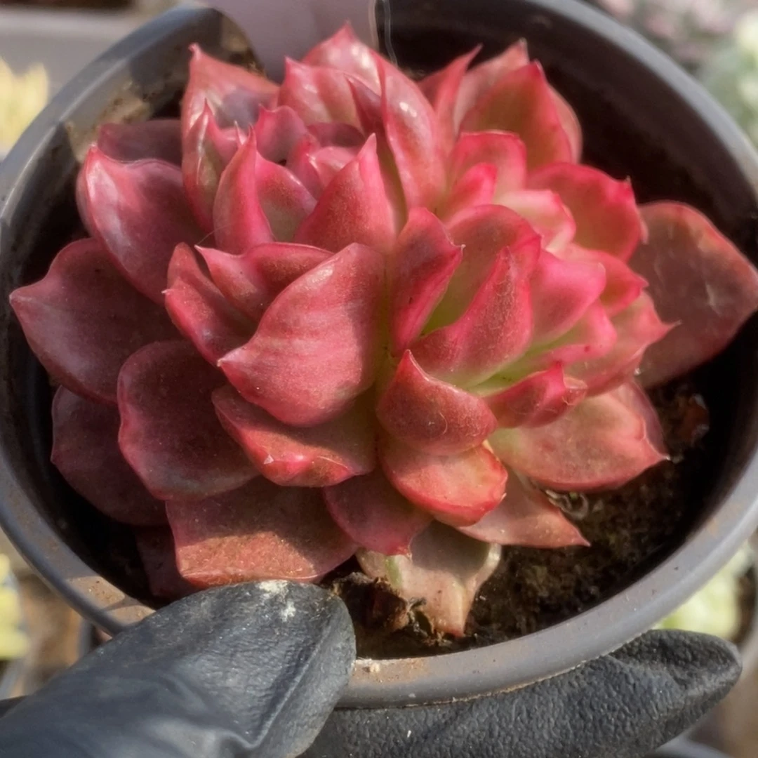 348红舞东云锦锦锦锦锦