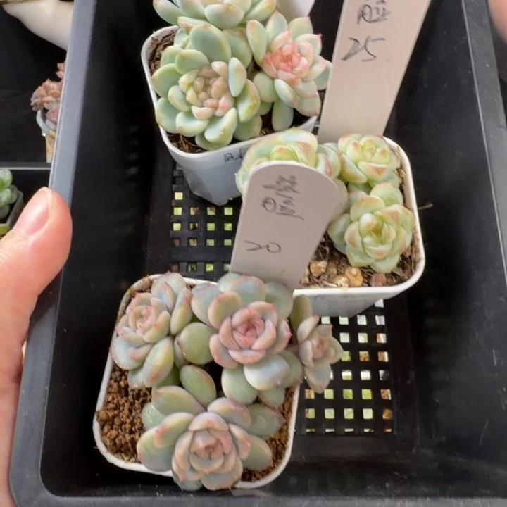 .***脸笑脸三颗一组包邮