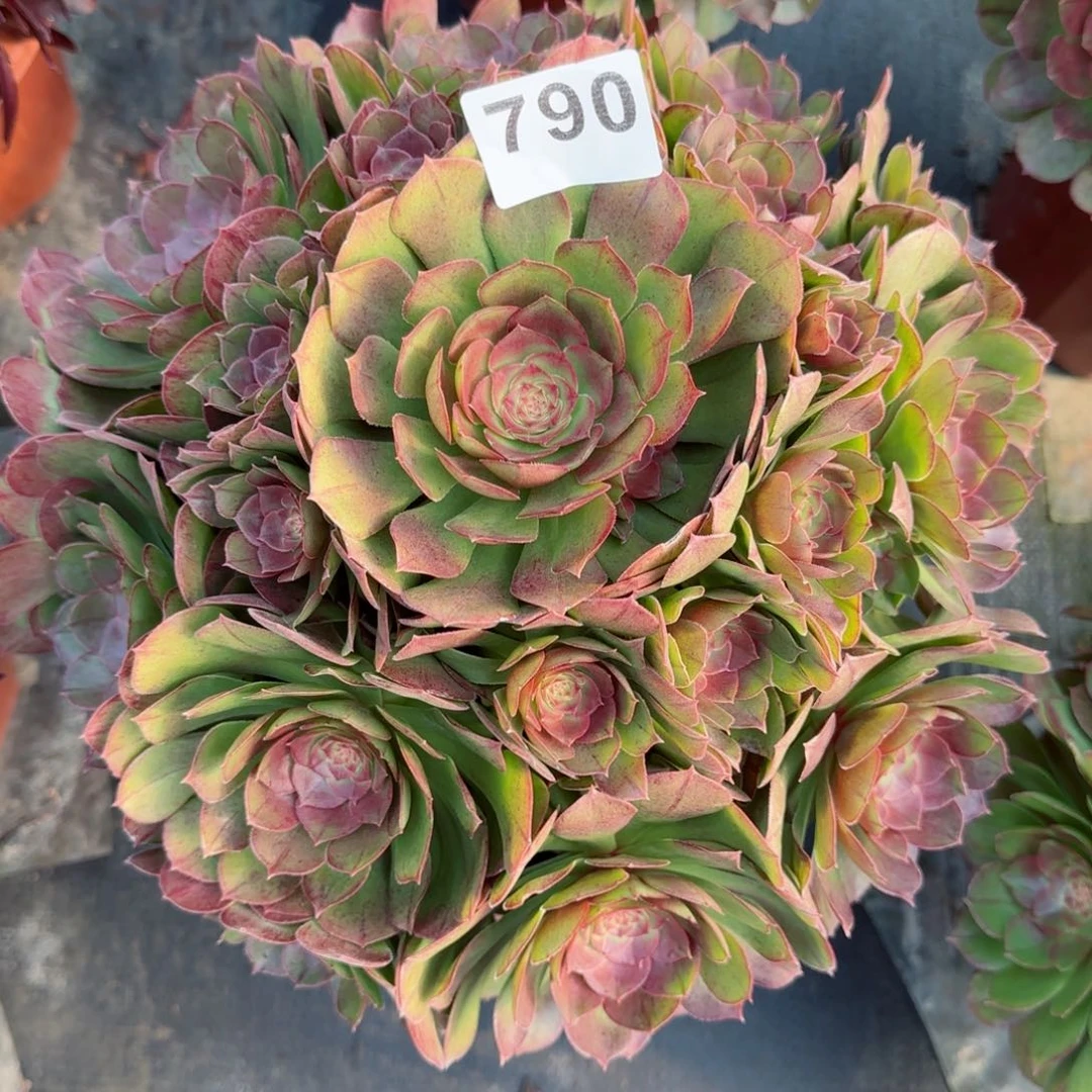 莹*790多肉植物沙拉碗