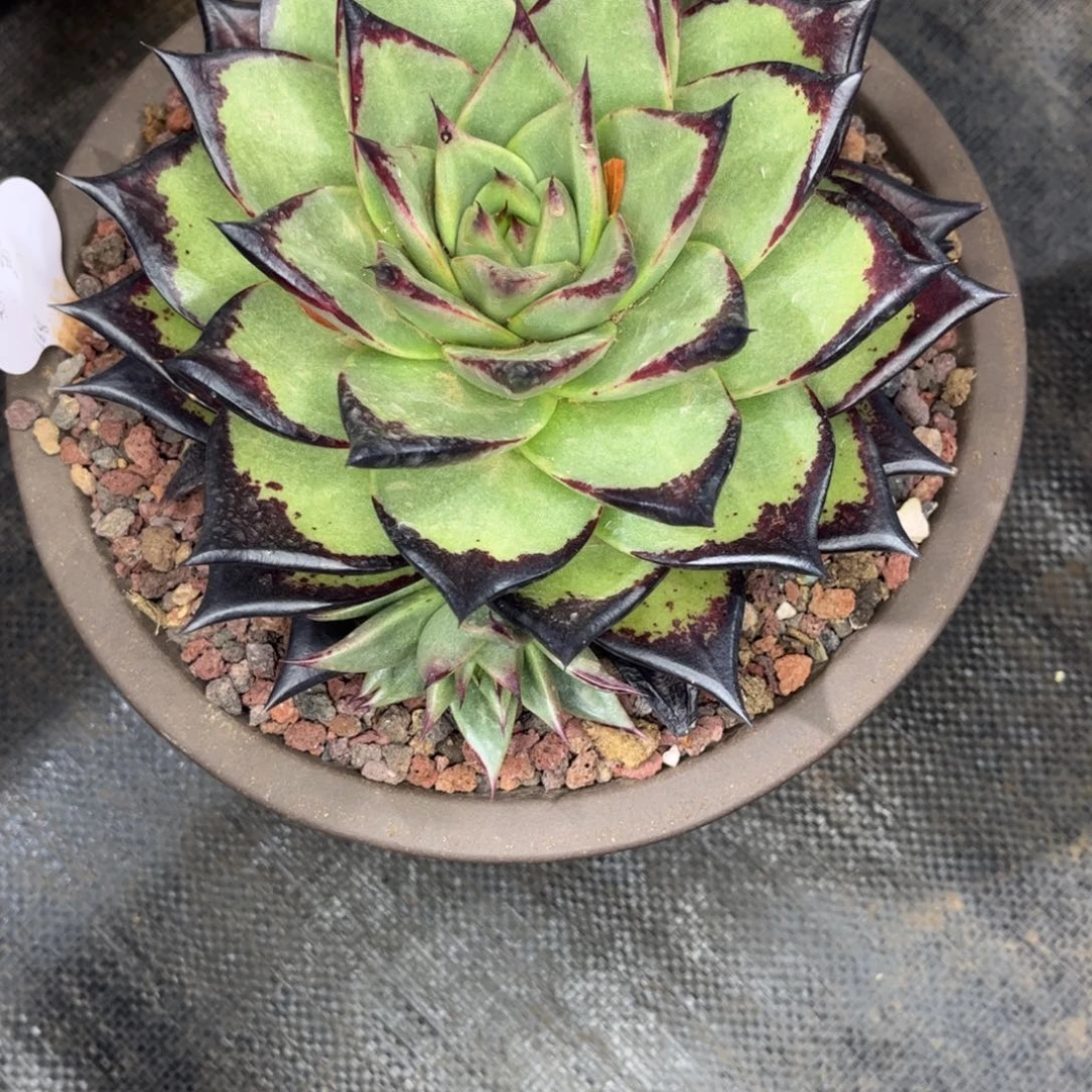 无花朵晋****)z先生多肉发侧