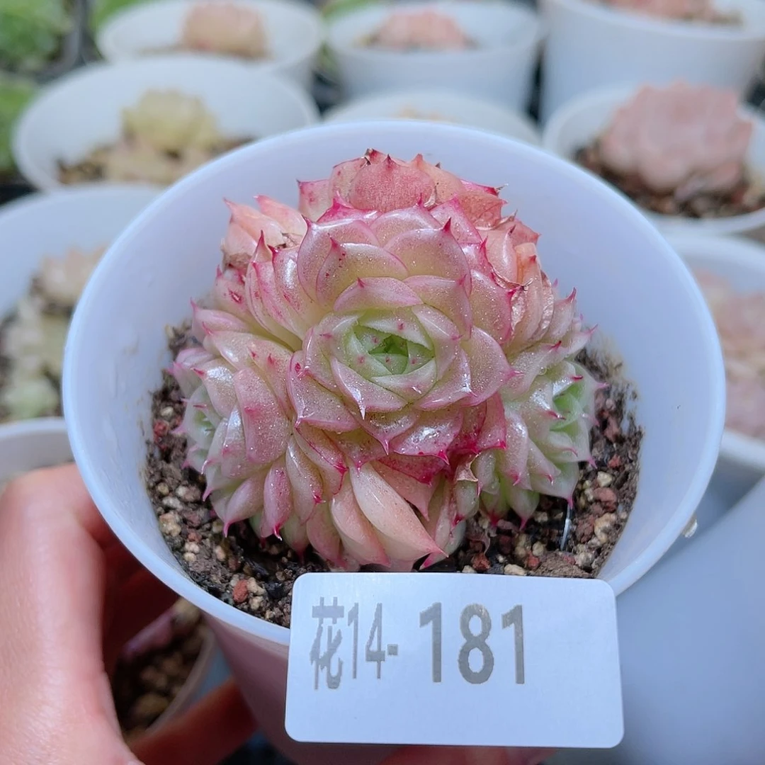 花利美14-181麦秆群