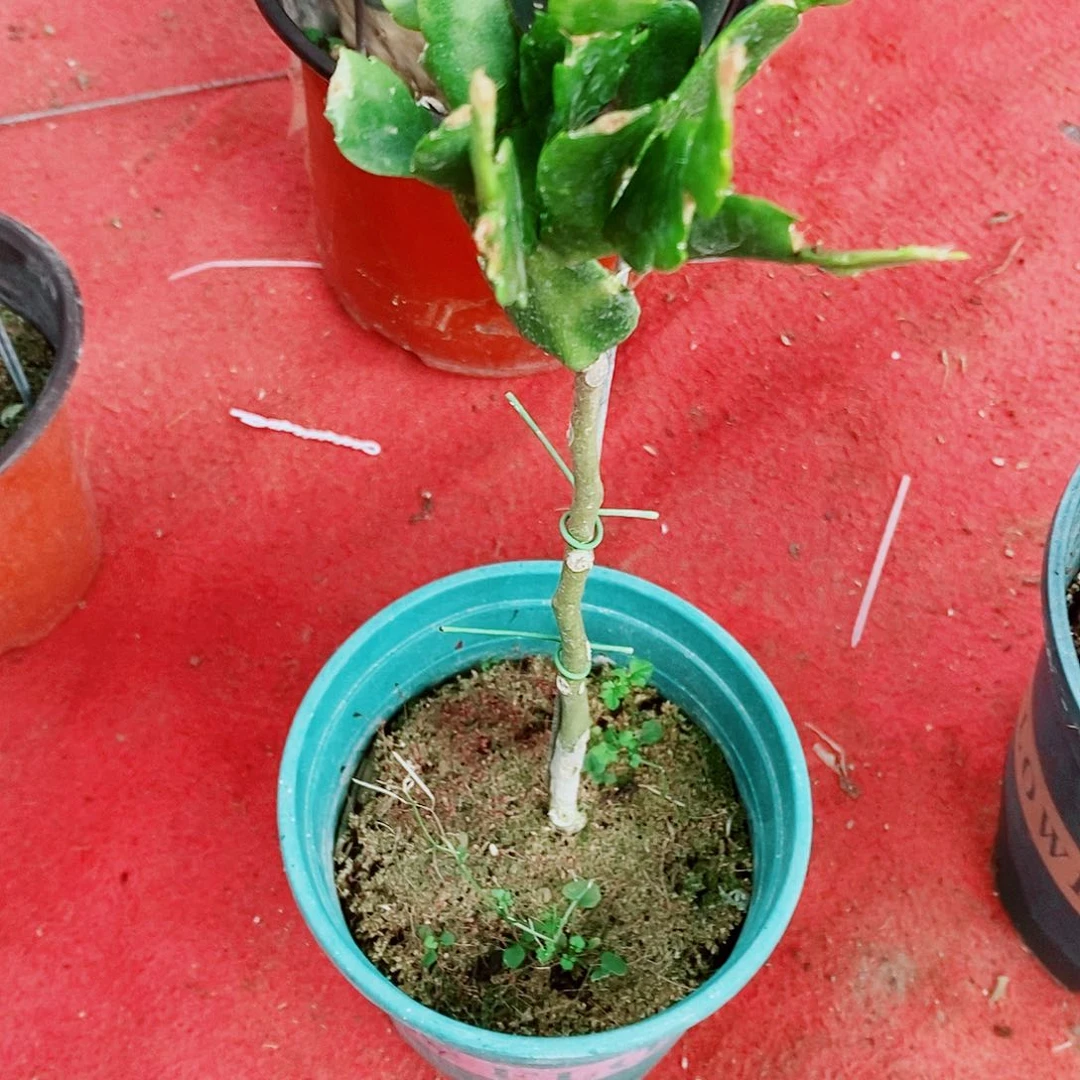 胜***.无花朵白虫福利款