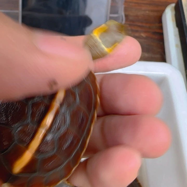 母宠物龟安缘头苗
