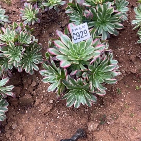 929安娜不包断枝