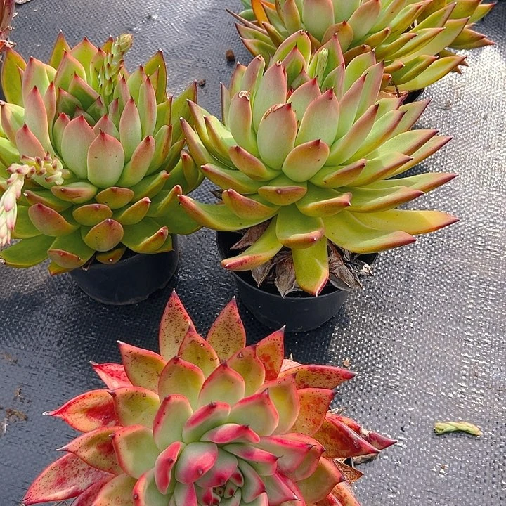 摩根多肉，满18包邮