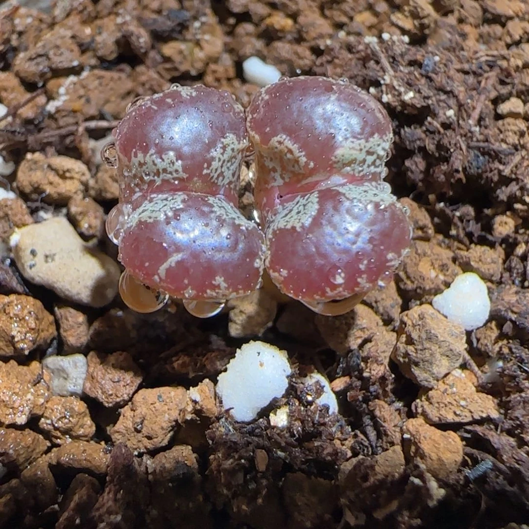 肉锥多肉植物组合-蝴蝶1091
