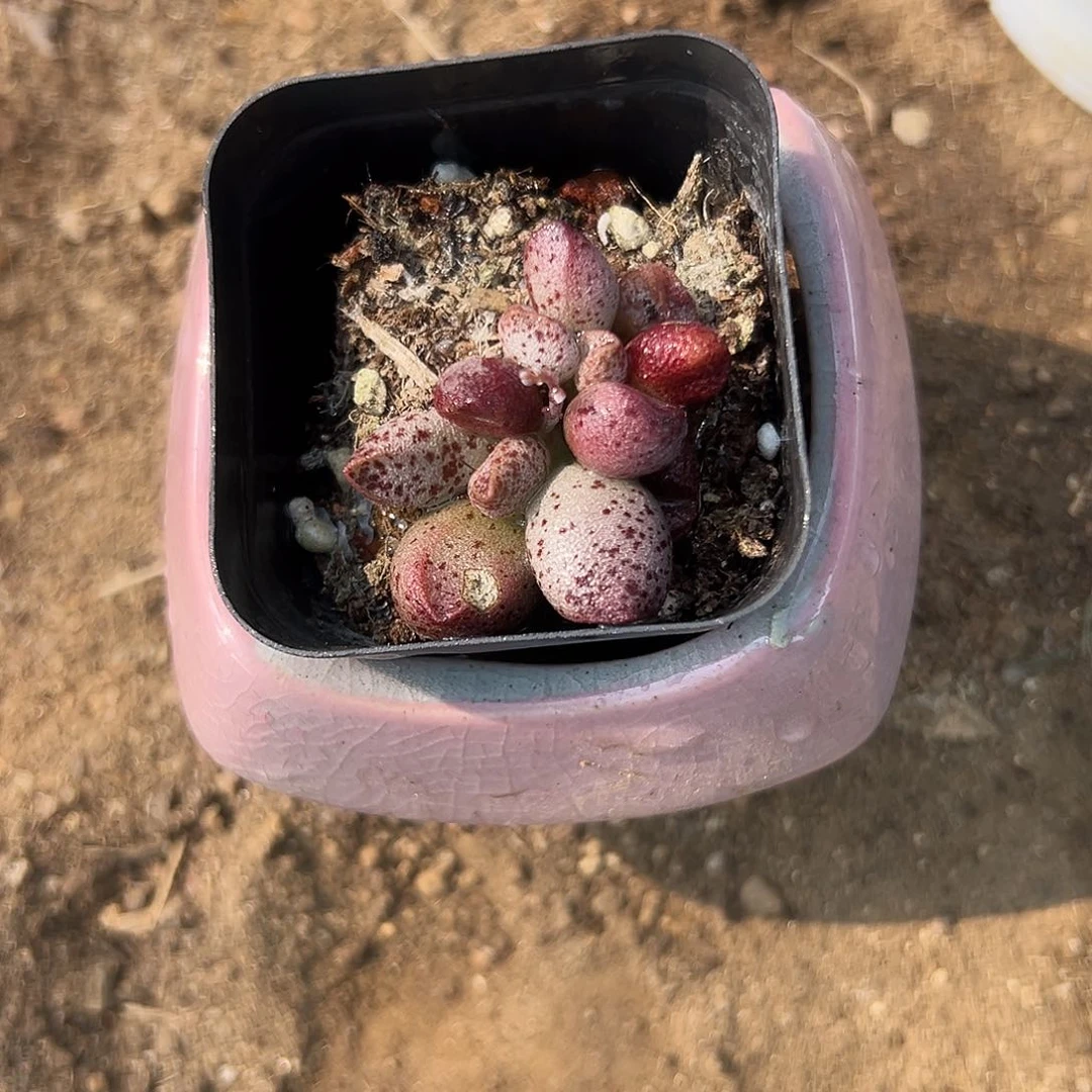 多肉植物多肉植物