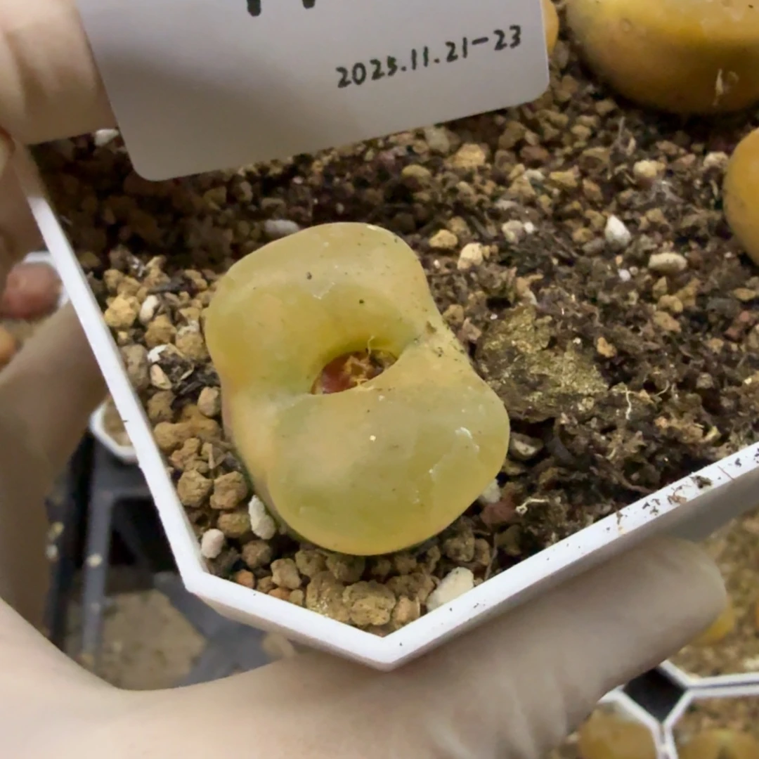 *****多肉多肉多肉11-190