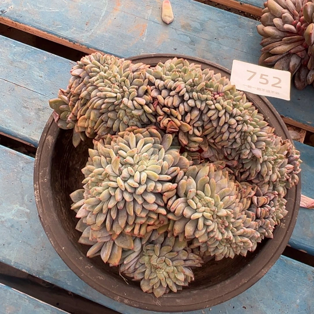 福利星影缀化小树朵朵