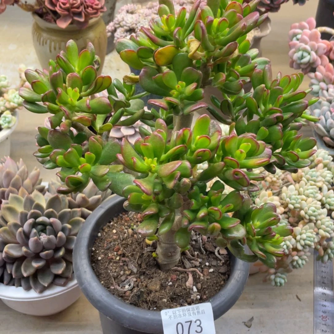 ?****A黑大帅多肉73吸财树