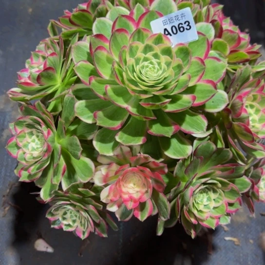 啊***艺孔雀翎063333333333