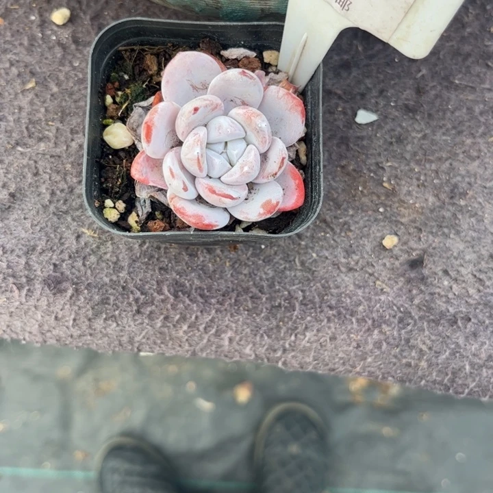 @****多肉植物11111雪莲