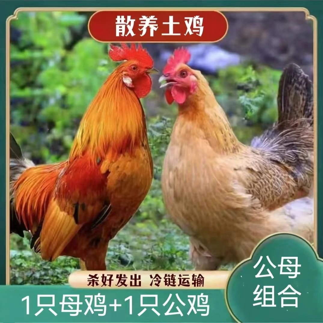 【阿旺农场】黄油老母鸡1只+1只土公鸡  共2只毛重7斤多  带内脏
