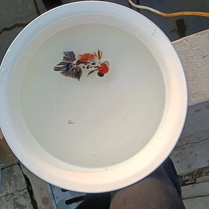 金鱼渔场红头双色眼睛蝶尾