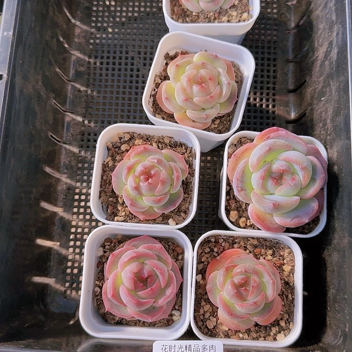 ?**?花时光精品多肉56