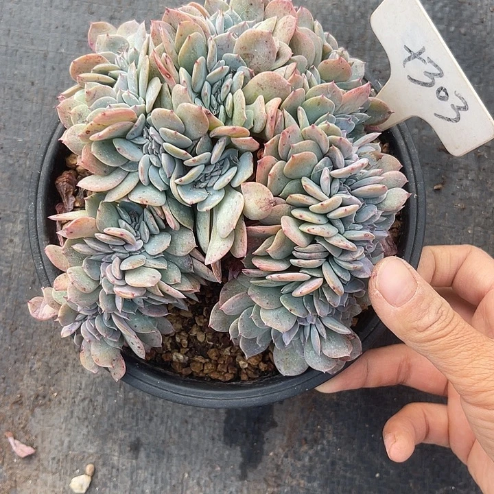 晨语多肉，一物一拍微瑕303