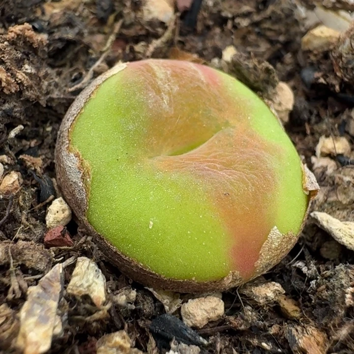 3529水蜜桃1430.5带盆