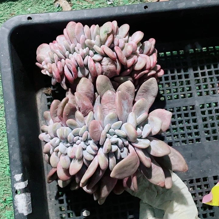 粉兔缀化18.8一盆588658555555