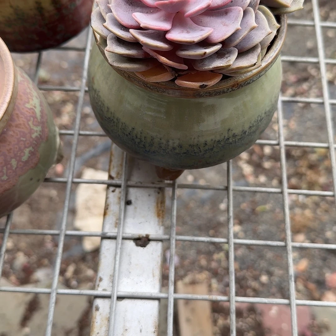 手***子奶罐多肉植物精品