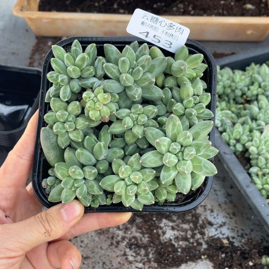 云糖心多肉植物453