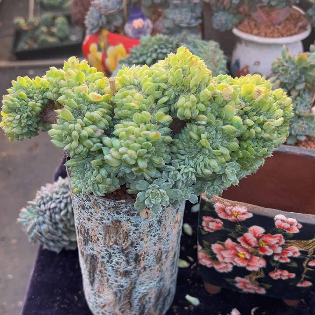 *****阳光玫瑰冰魄缀化
