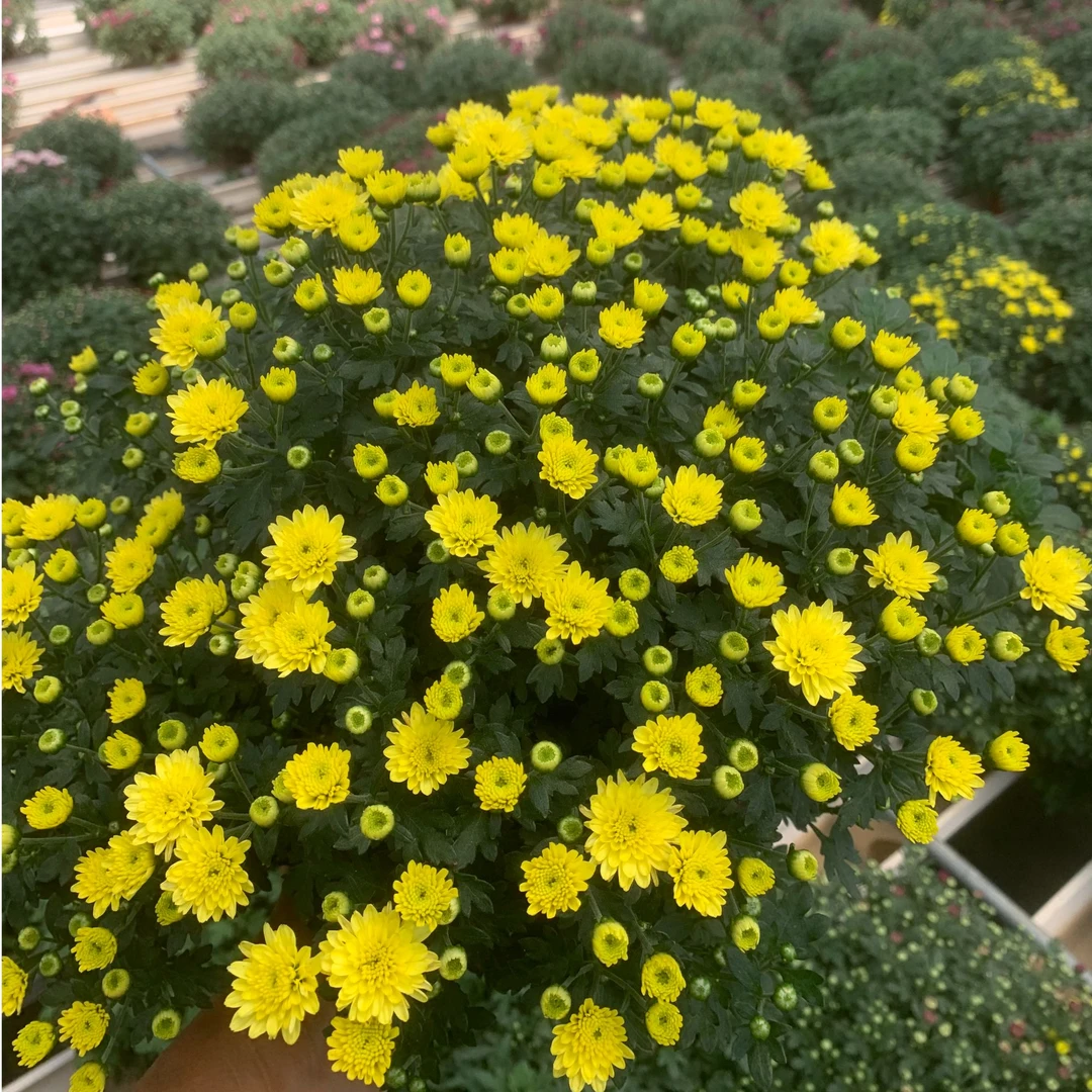 水晶黄球菊(千头菊)多年生草本盆栽庭院耐热耐寒花期长花量大