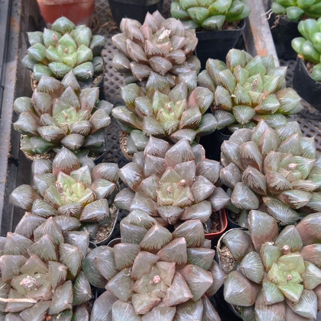 赤焰寿多肉多肉一颗