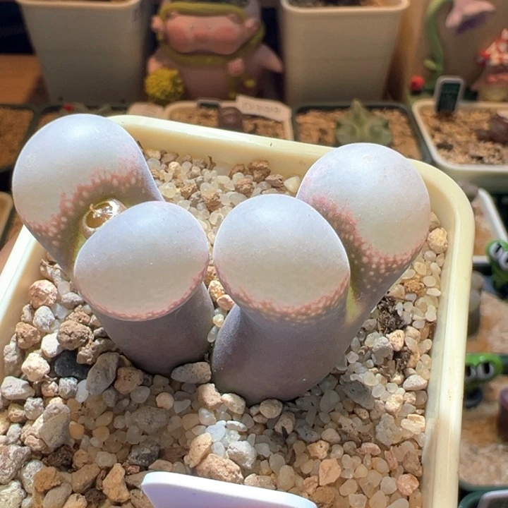 果***子485。青蛙6年肯哈德。专拍 会员补差价