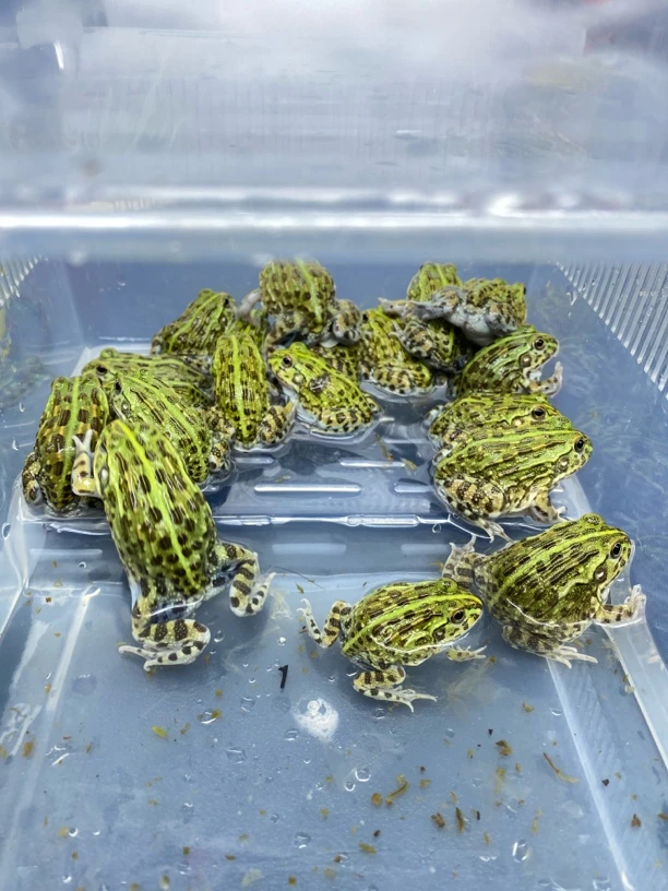 非洲牛蛙竖纹非牛箱头蛙