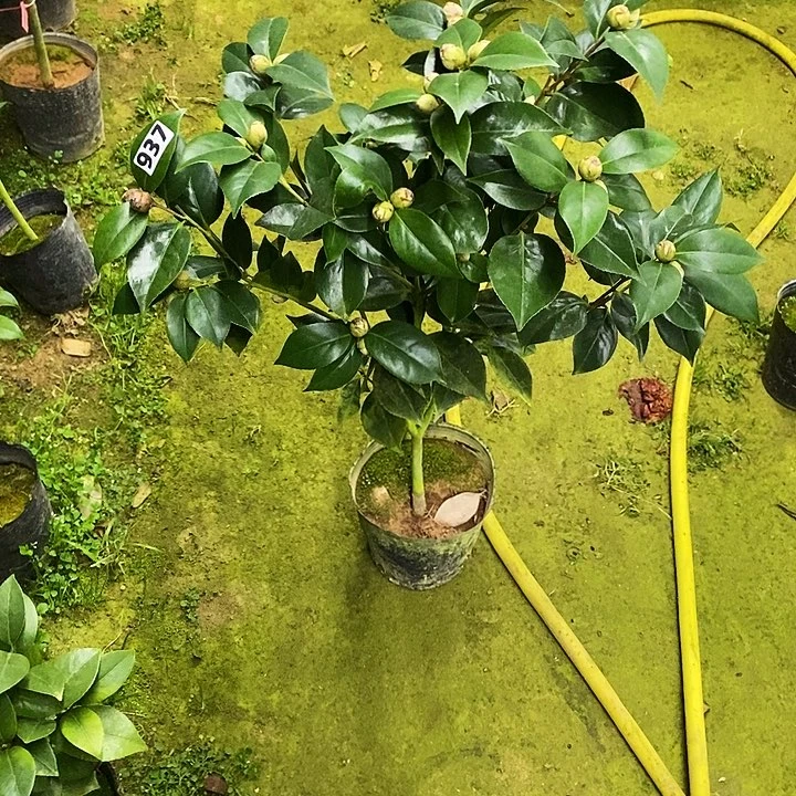 双墨。茶花。937。