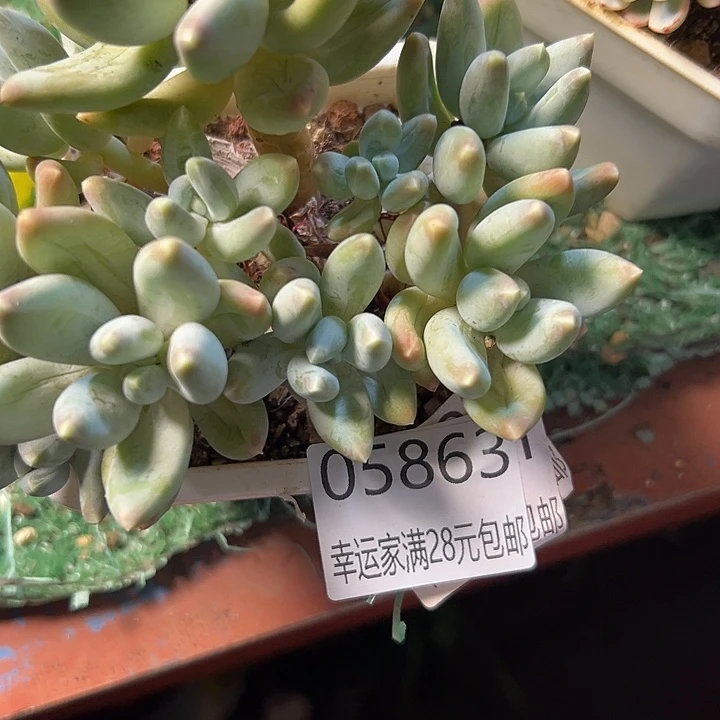幸运的是我还在努力地