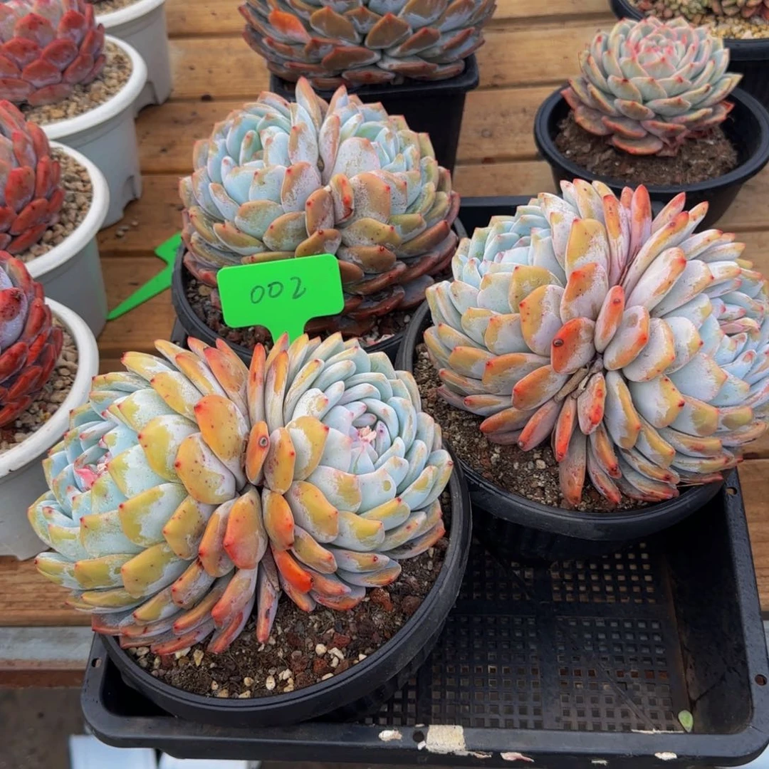 组合套餐编号零二号