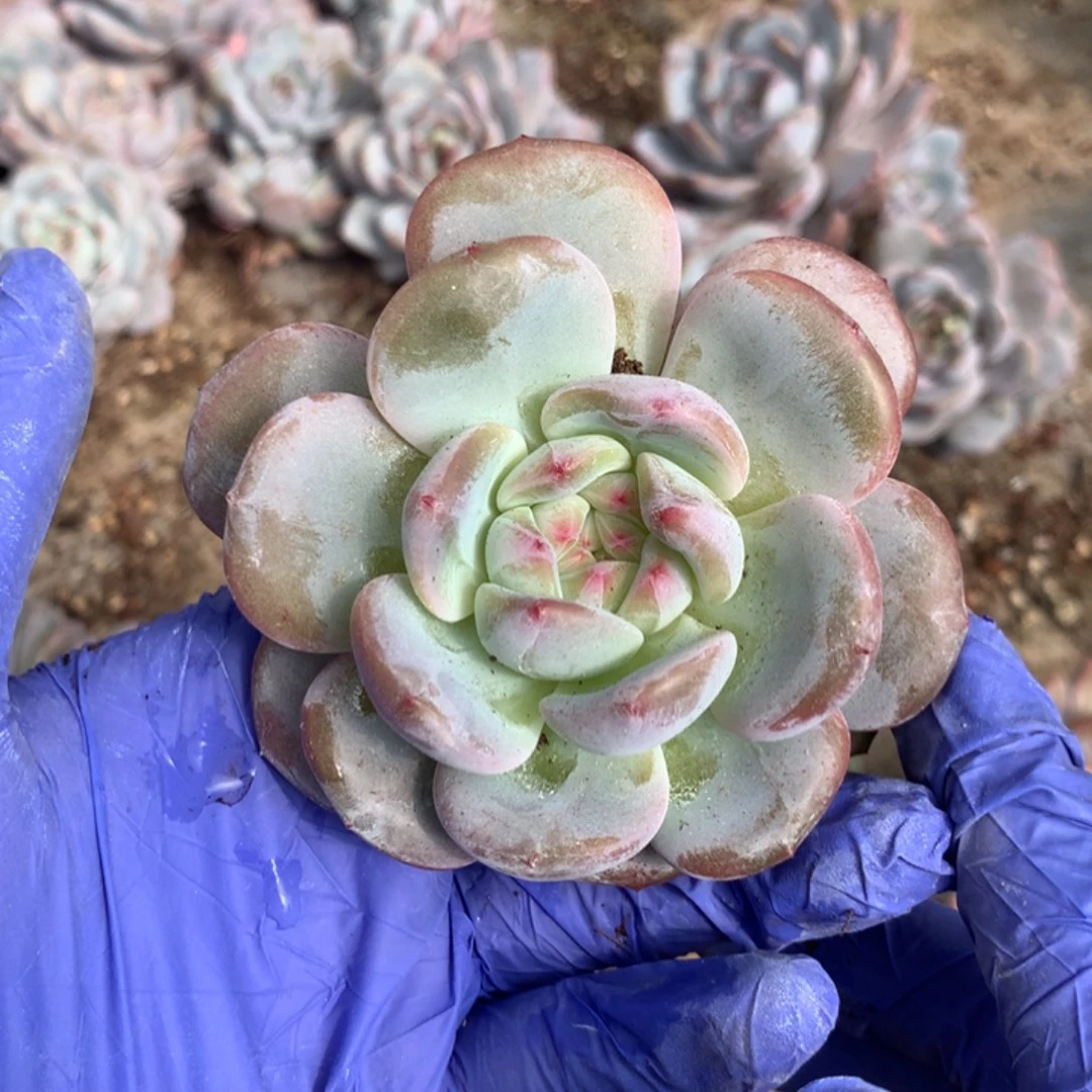 无花朵哈哈哈哈哈哈哈哈哈哈哈48